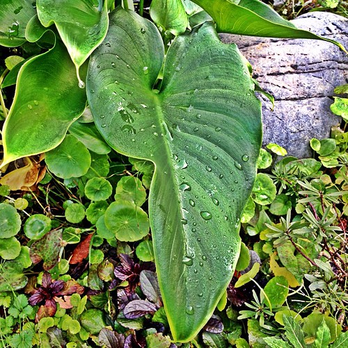 Dew on a leaf