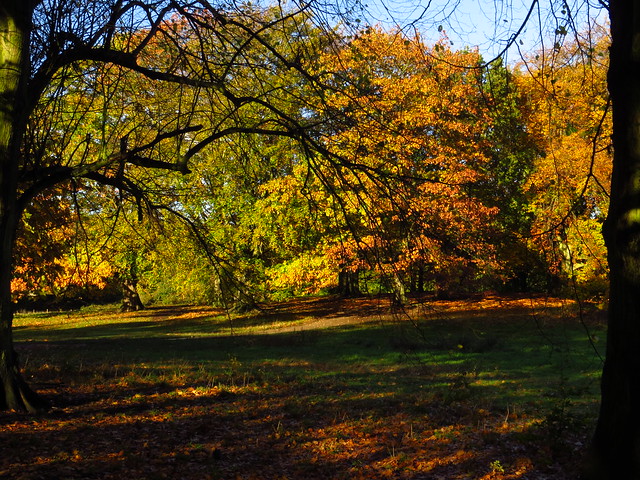 Autumn Trees on Hampstead Heath