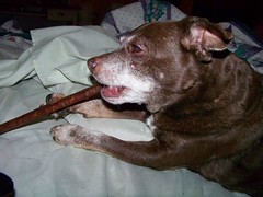 Hyzzie and her chew
