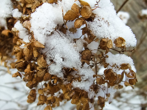Dried bush and delicate snow - #26/365 by PJMixer