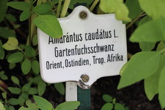 Amarant - Fuchsschwanz