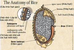 Cấu trúc hạt gạo lứt