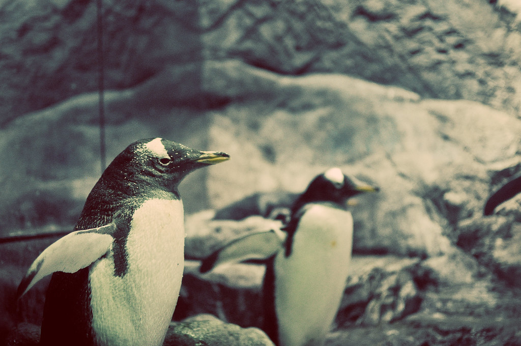 Osaka Penguins