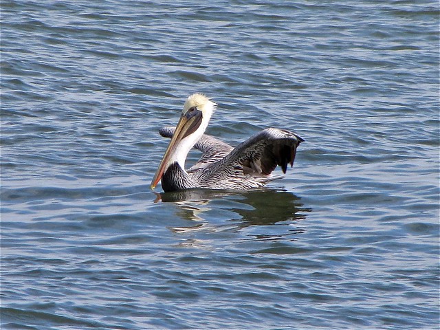 Brown Pelican at the North Beach on Tybee Island 05