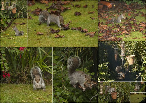 Squirrels at home