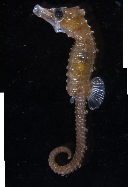 Hippocampus japonicus