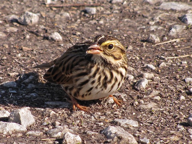 Savannah Sparrow at Gridley Wastewater Treatment Ponds 17