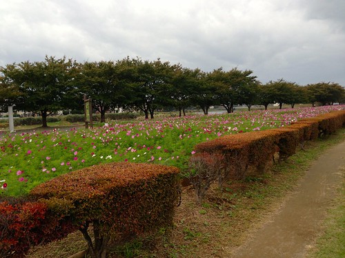 秋桜畑