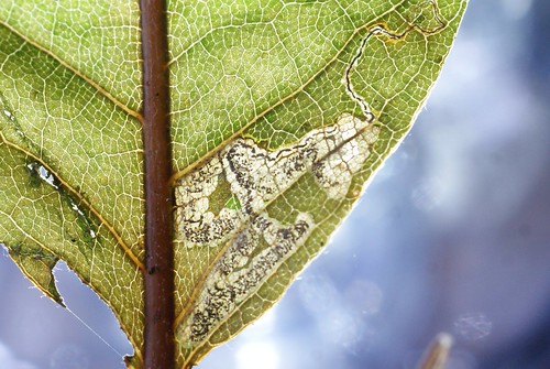 Stigmella samiatella leaf mine on Castanea