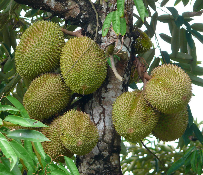 King of Fruits - Durian