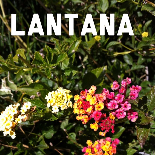 Garden Alphabet: Lantana