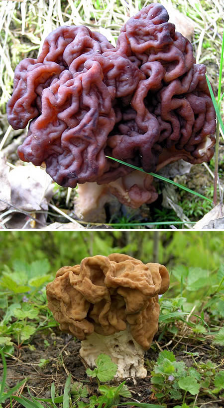 10 Most Weird Mushrooms 1