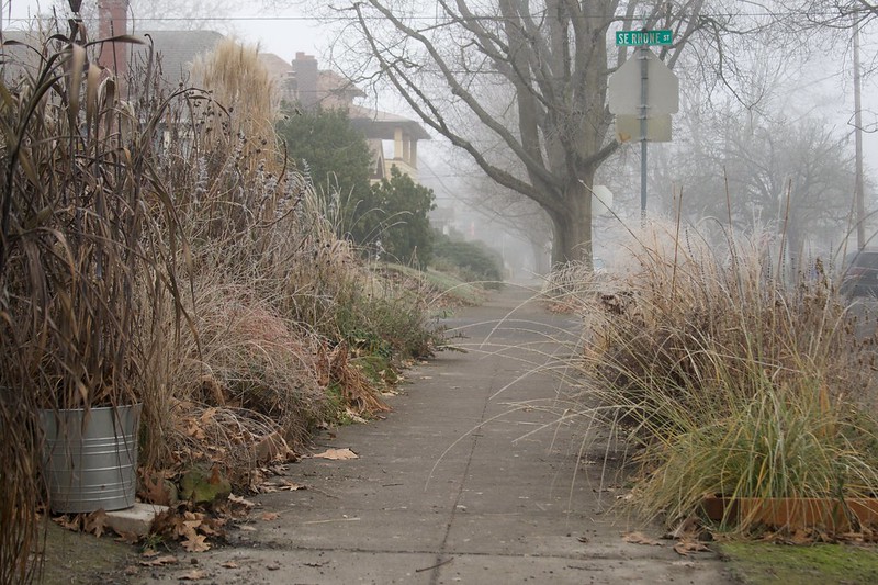 foggy frosty garden  3123