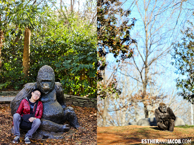 Silverback Gorillas Zoo Atlanta | Tourists at Home Atlanta Edition