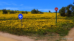 Fields of yellow flowers - West Coast National Park