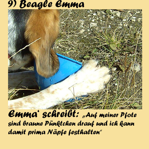 9-Beagle-Emma