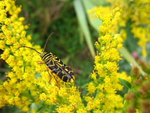unknown beetle imitating a wasp on goldenrod
