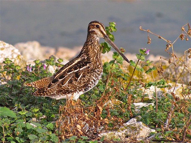 Wilson's Snipe at Gridley Wastewater Treatment Pond 08