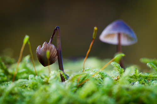 Beginning & ending of a mushroom by eosfoto
