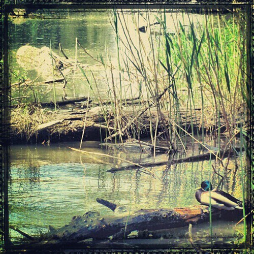 Pic: duck sitting around in the danube in summer 2012 #duck #nature #donau #danube #vienna #austria #green #filter #landscape #instanaturlover #instadaily #Sommer #schielf #2012 by cooling // Living Vienna