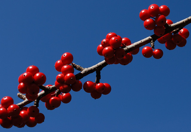 Red berries at Tower Grove Park, in Saint Louis, Missouri, USA