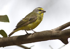 Savanneirisk (Yellow-fronted Canary)