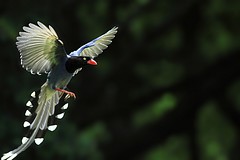 Formosan Blue Magpie /台灣藍鵲