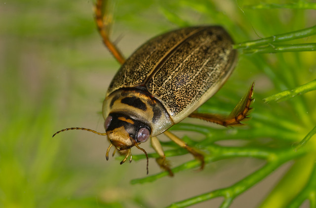 Rhantus frontalis diving beetle