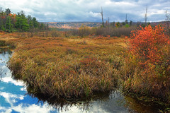 Bear Meadows Natural Area