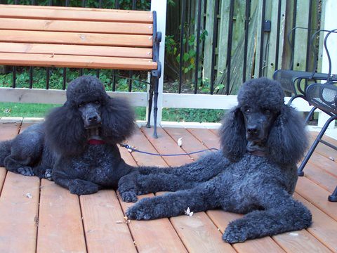 Two poodles relax on a deck.