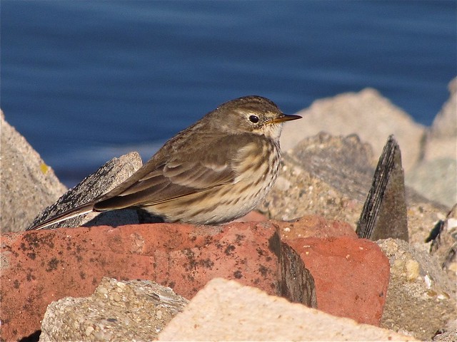 American Pipit at Gridley Wastewater Treatment Ponds 04