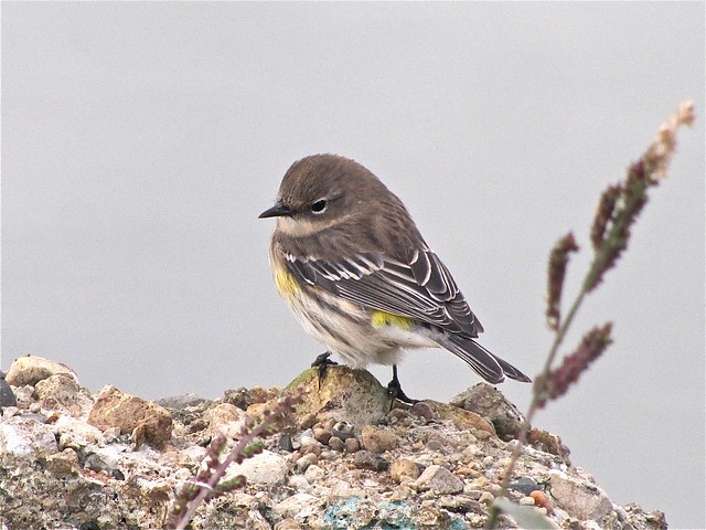 Yellow-rumped Warbler at Gridley Wastewater Treatment Ponds 05