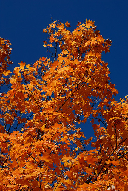 Orange leaves and dark blue sky, in the Tower Grove neighborhood of Saint Louis, Missouri