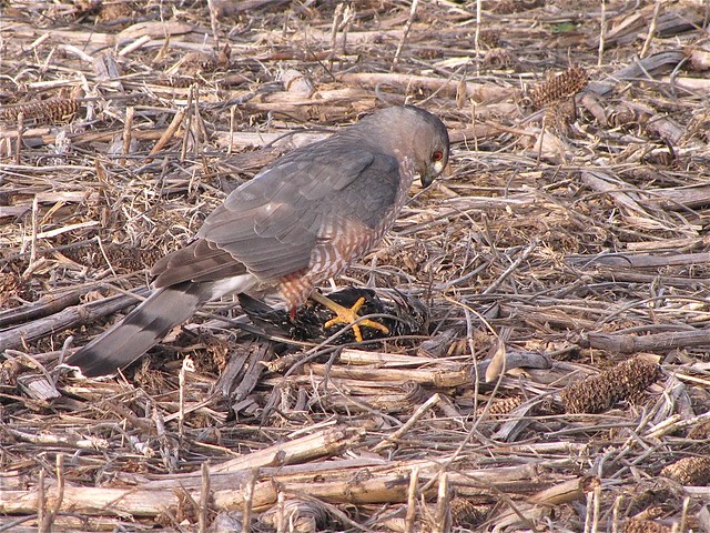Cooper's Hawk with European Starling in Gridley, IL 09