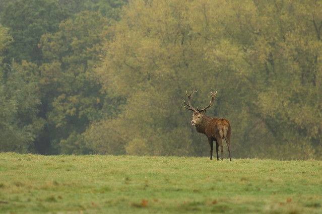 red deer stag on hill