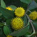 Mitique (Podanthus mitique) - flores