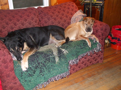 Flanagan and Maddie share a couch