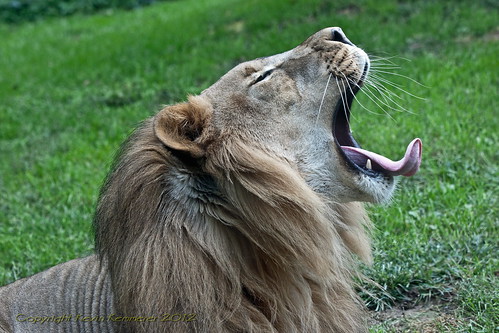 I am lion.  Hear me yawn. by fangleman
