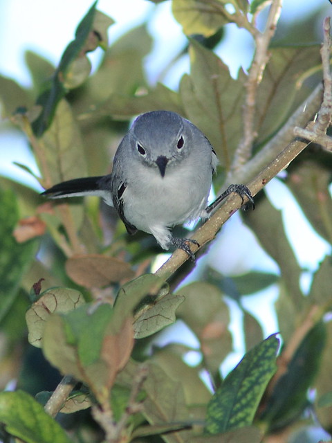 Blue-gray Gnatcatcher 20121022