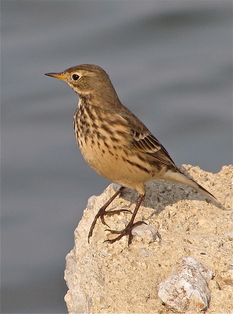 American Pipit at Gridley Wastewater Treatment Ponds 08