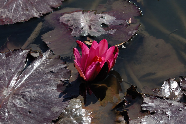 Pink water lily and pads at Tower Grove Park, in Saint Louis, Missouri, USA