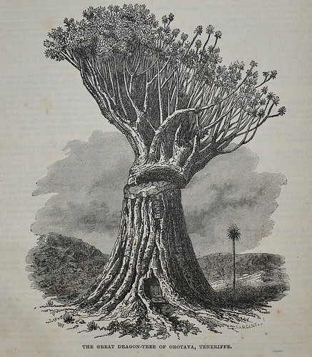 Dragon tree of Teneriffe - Popular Educator 1854 by AndyBrii