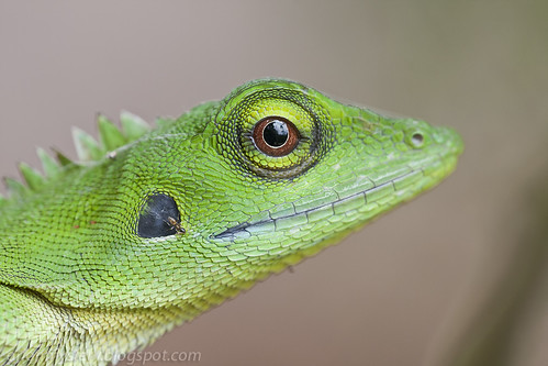 green crested lizard IMG_1091 copy tropical lizards