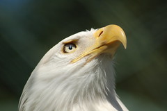 Weisskopfseealder-Bald Eagle