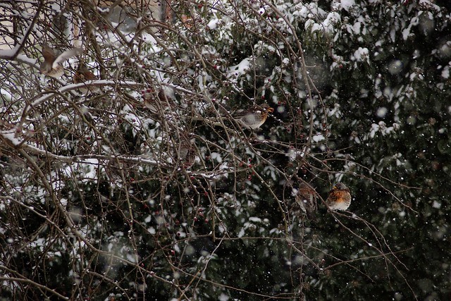 Fieldfares in a hawthorn tree, with snow falling
