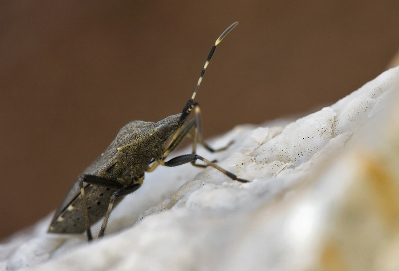 Leaf-footed bug (family Coreidae)