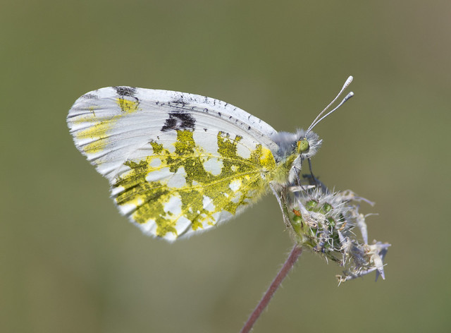 Eastern dappled white butterfly