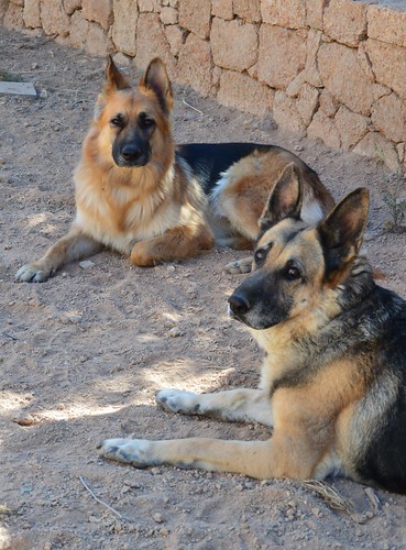 Two German Shepherd - Perla & Cala