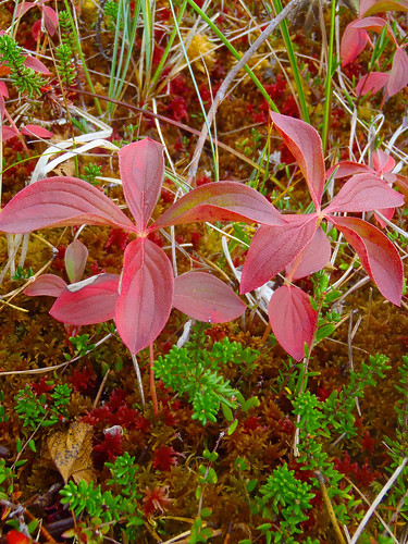 Dwarf dogwood (Cornus suecica) and sphagnum moss turn scarlet in the fall colors in the muskeg near Petersburg, AK. Muskegs, a colloquial term for peat bogs, blanket 10% of the Tongass National Forest. These wetlands range in size from a few square feet to many acres. Over the ages, muskegs formed as Sphagnum mosses, rushes and sedges grew and built up spongy carpets in these very wet, almost treeless areas. Photo by Karen Dillman.