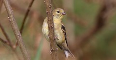 Finches, Buntings, Bobolink